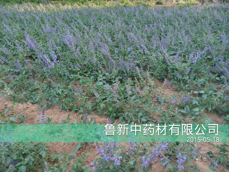 丹参统个