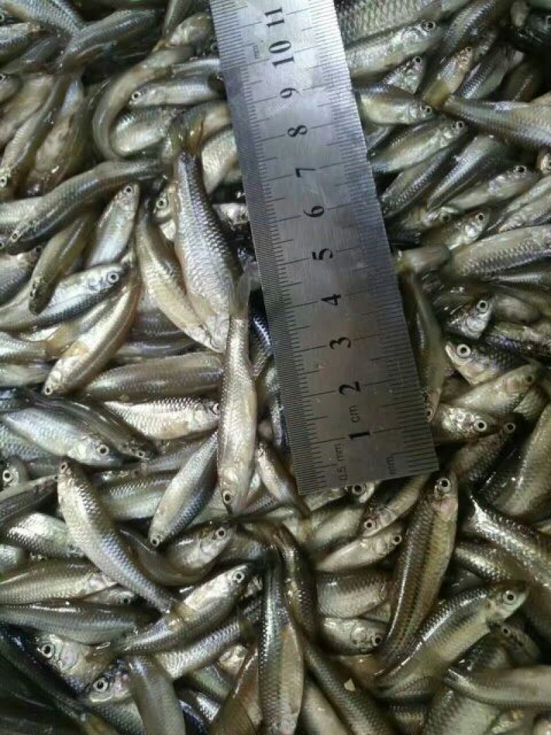 鱼干烤鱼干