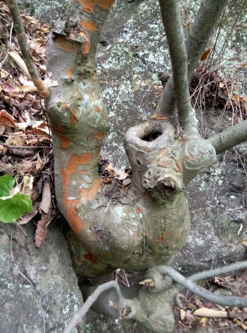 小叶榆树18~20cm4~6cm0.5~1m