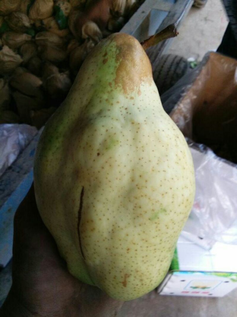 贵妃梨600g以上纸箱