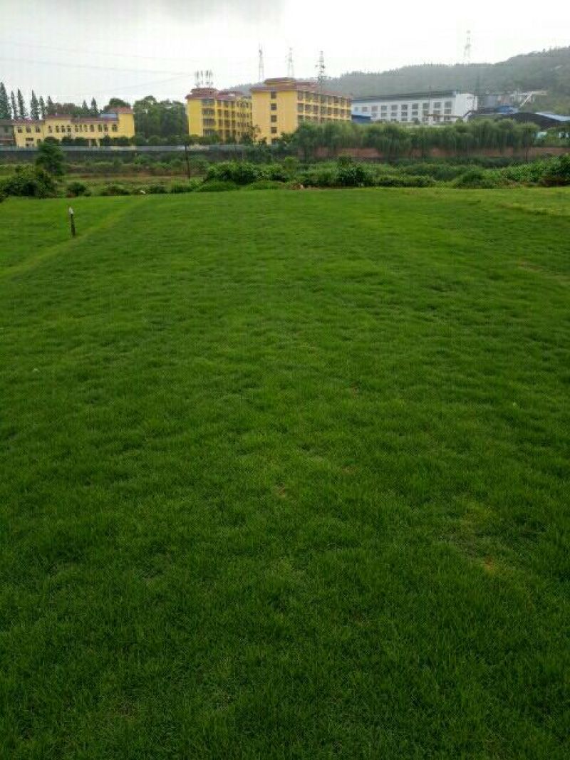 马尼拉草坪
