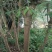 黄葛树10~30cm