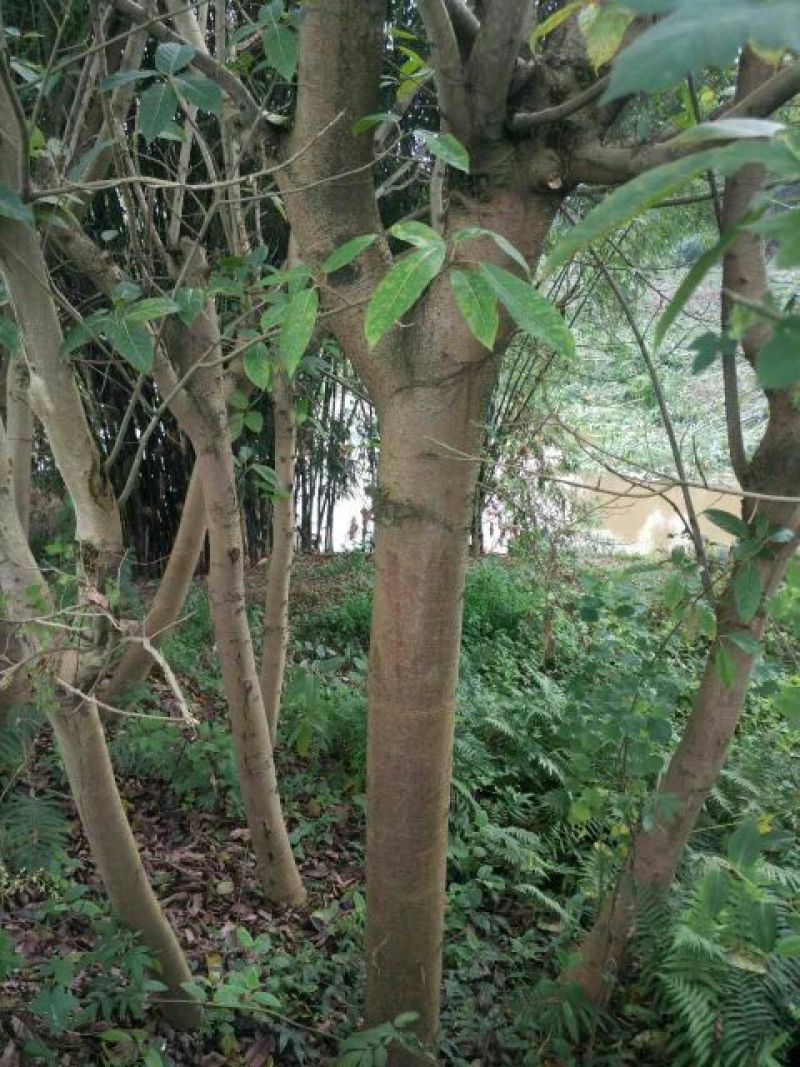 黄葛树10~30cm