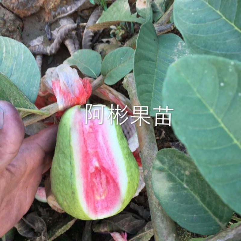 番石榴苗