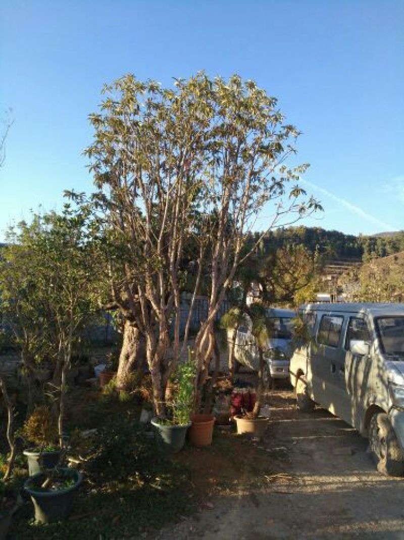 映山红20~25cm