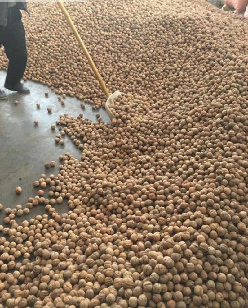 核桃去皮干