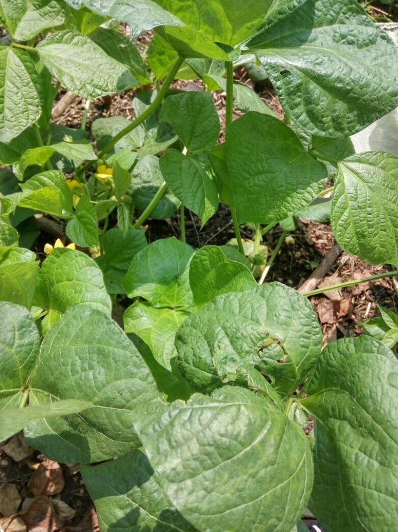 红小豆散装