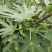 大量出售无花果苗布兰瑞克波姬红品种齐全价格优惠