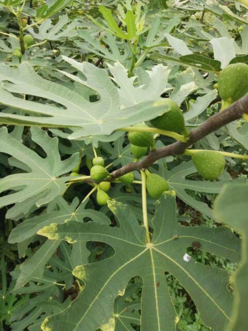 大量出售无花果苗布兰瑞克波姬红品种齐全价格优惠