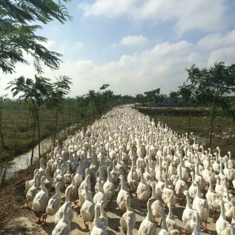 扬州大白鹅苗250g以下