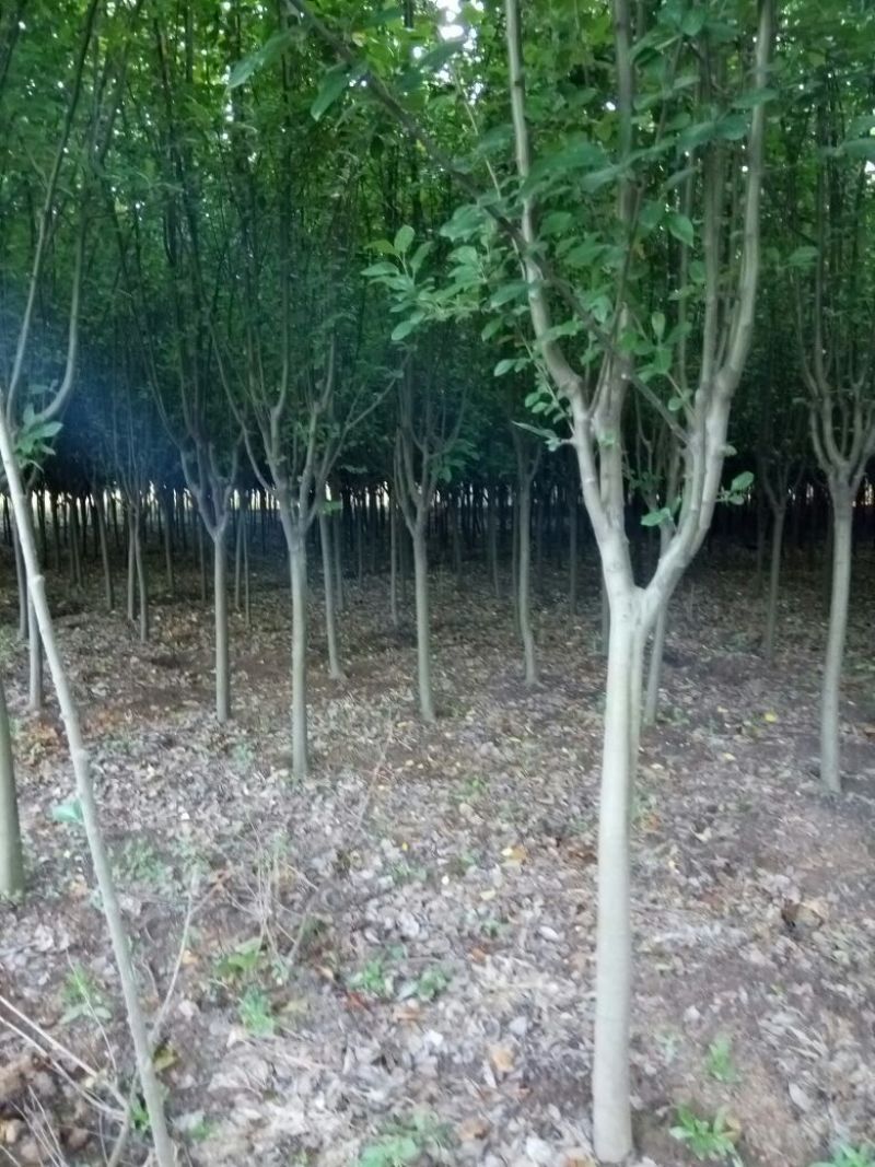 西府海棠苗圃直销规格齐全无中介
