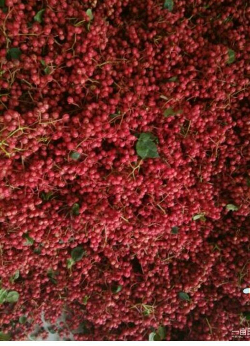 花椒苗0.5~1年