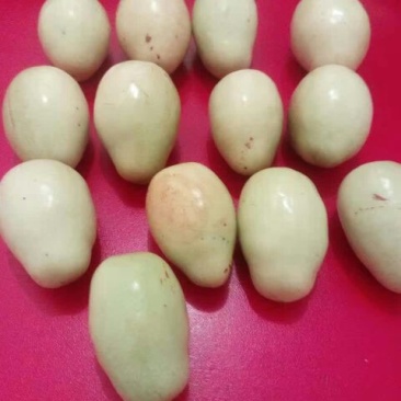 沧州大枣苗80~110cm