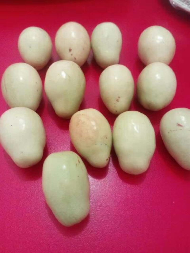 沧州大枣苗80~110cm