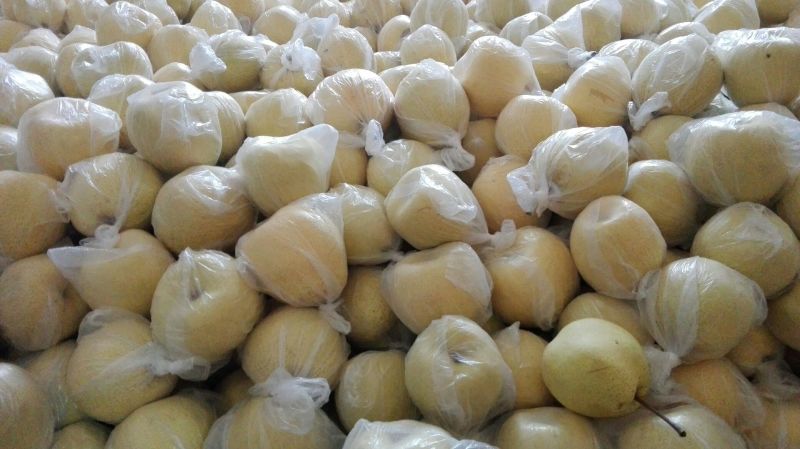晚秋黄梨200~250g纸袋