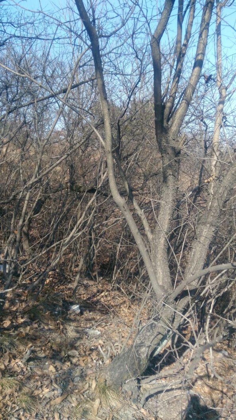 黄栌4~6cm2.5~3m