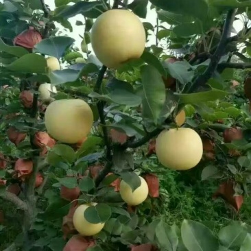 黄金梨600g以上纸箱