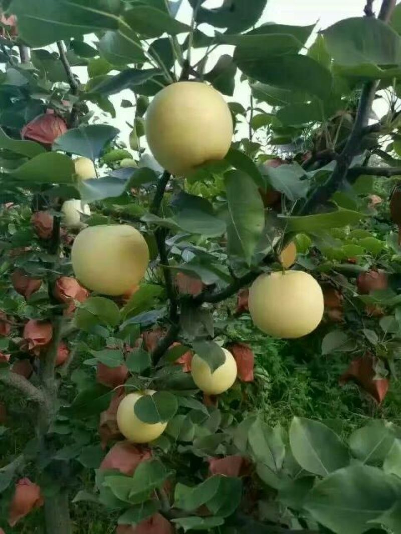 黄金梨600g以上纸箱