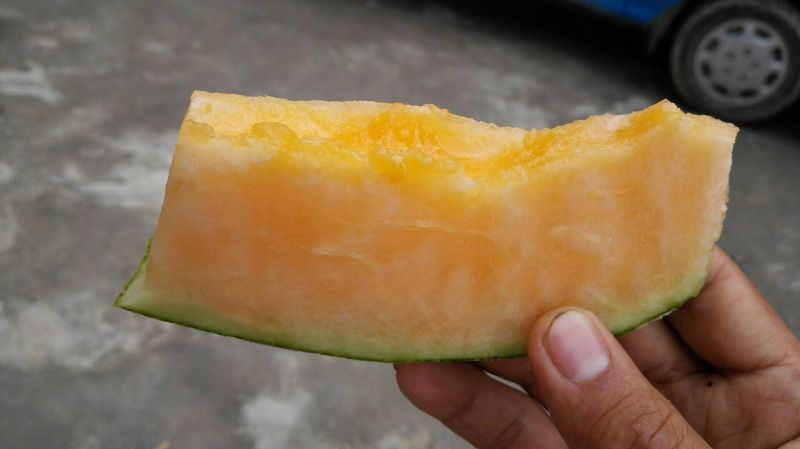伽师瓜5斤以上长圆形