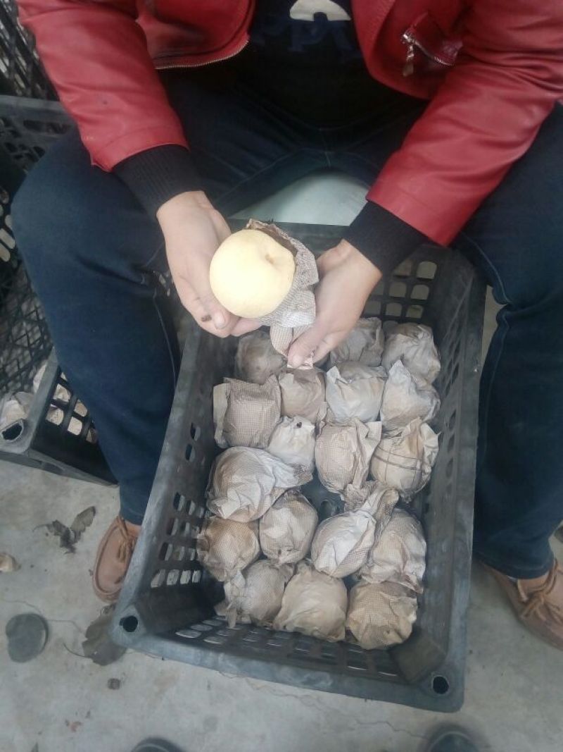 酥梨150~200g纸袋