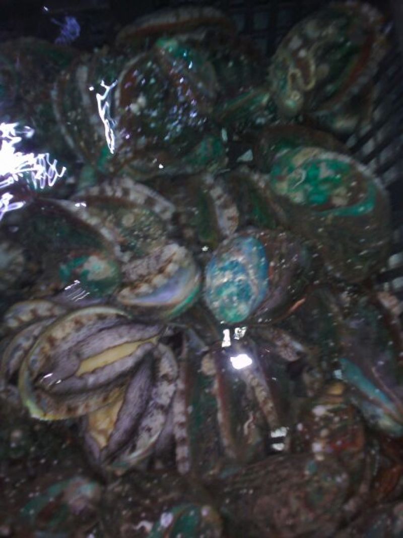 海螺食用鲜活5~10只/kg