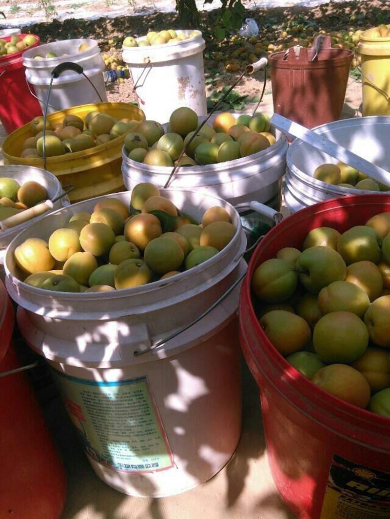大荔县供应温棚杏基地4月份大量开始陆天杏子价格