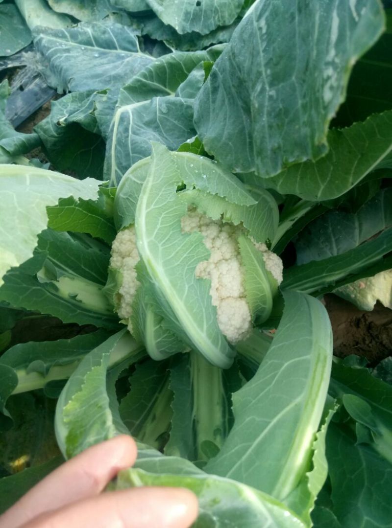 白花菜散装