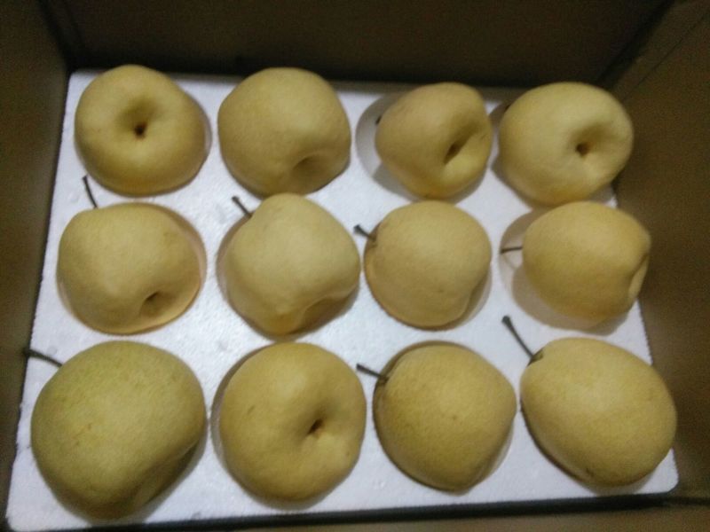 贡梨450~500g纸袋
