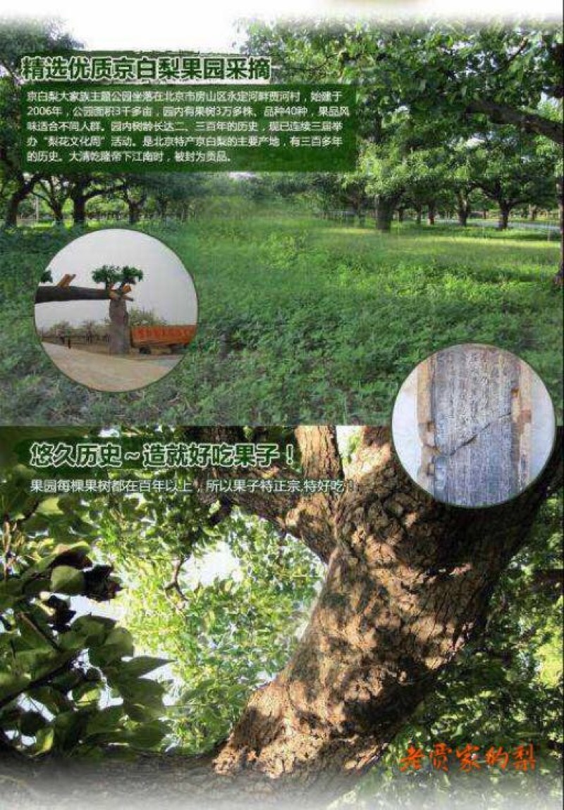 京白梨