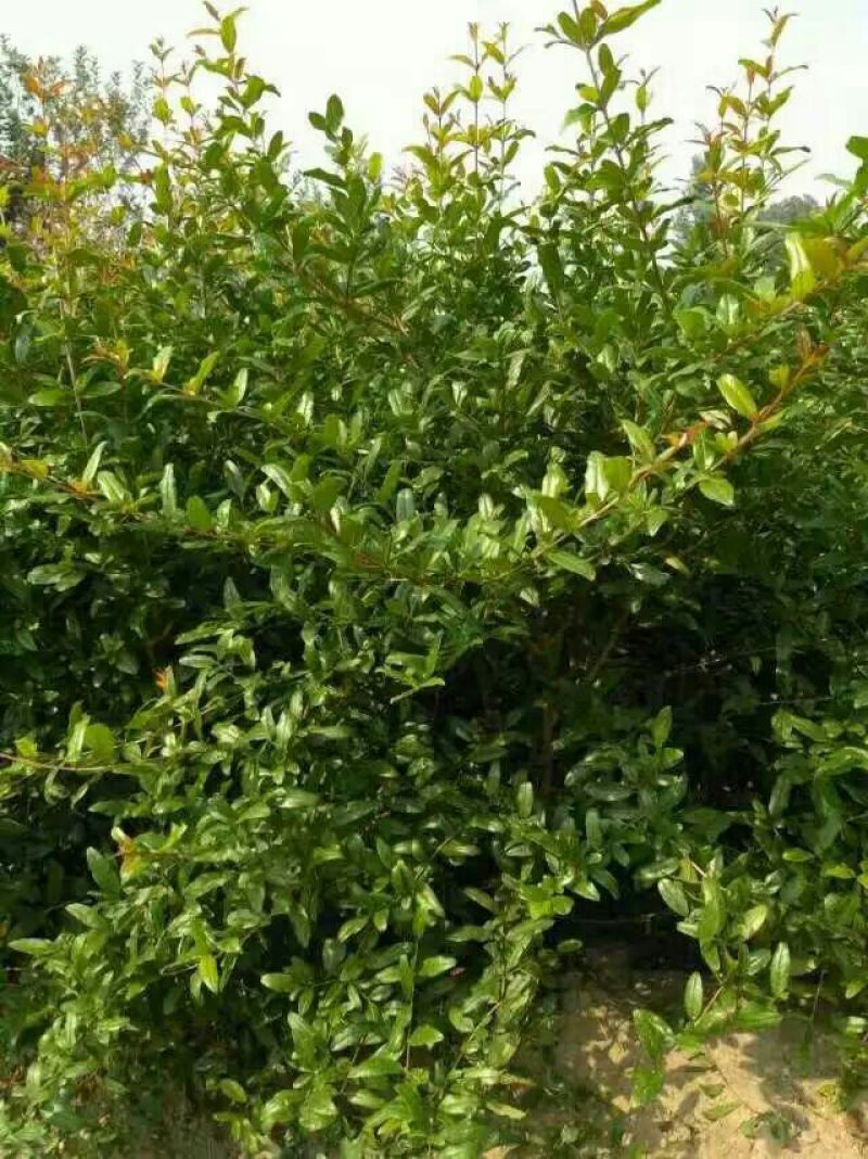 突尼斯软籽石榴苗泰山红石榴苗50~60cm