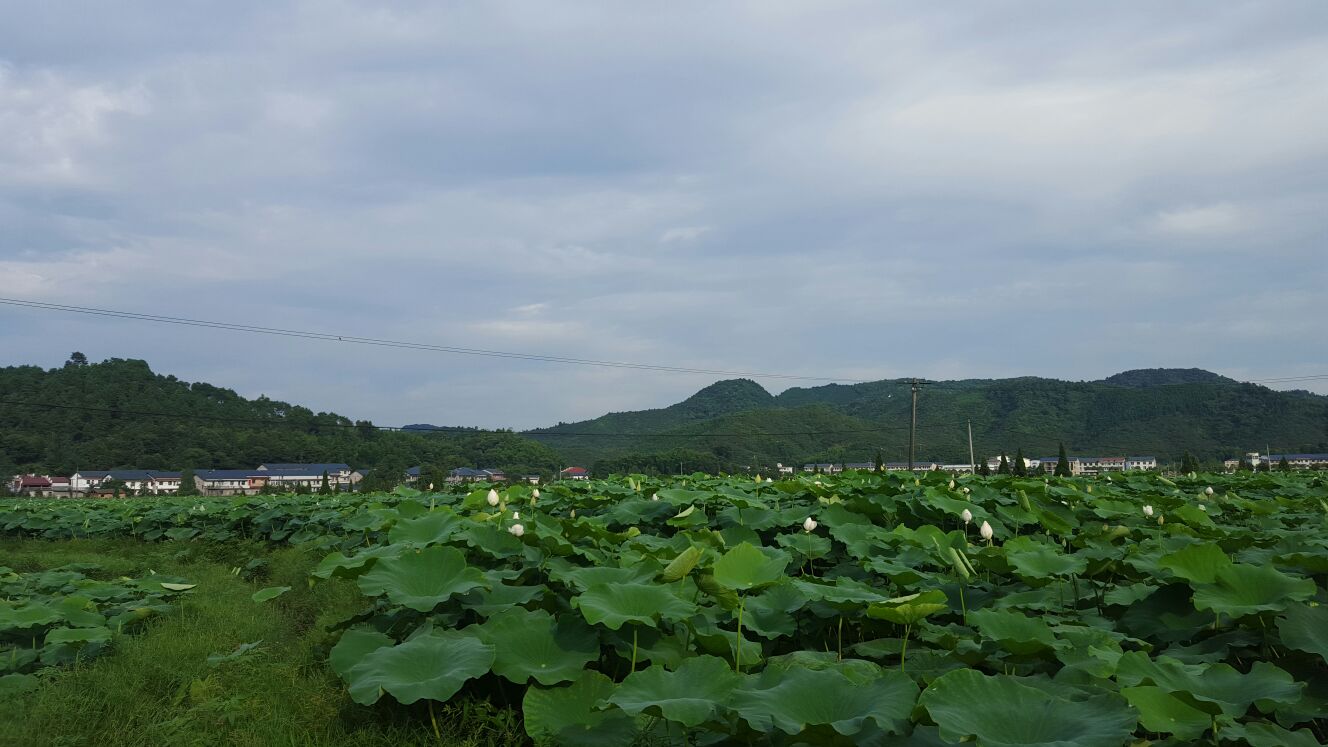 新余批发市场的最新动态与趋势