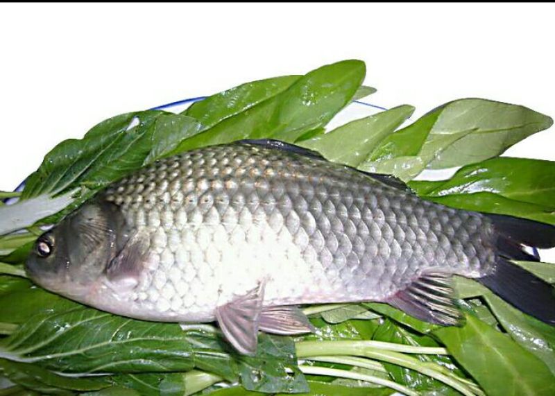 白鲫食用