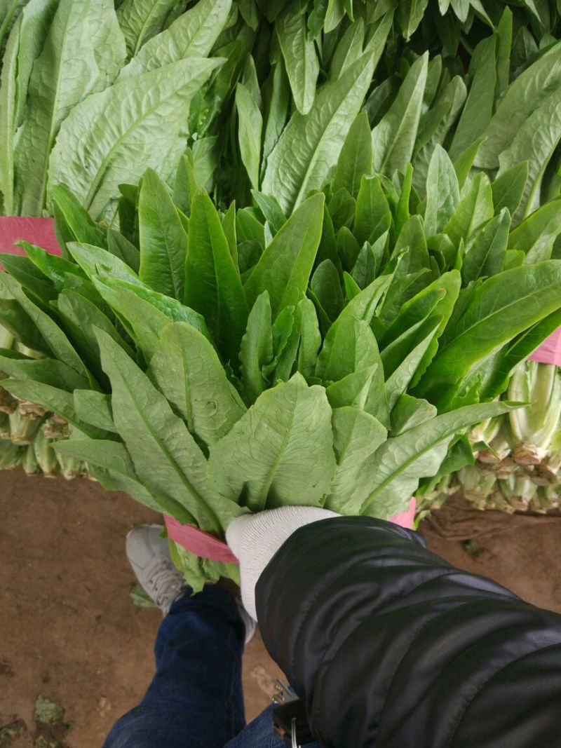 油麦菜20~25厘米以上
