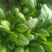 大叶菠菜25~30厘米