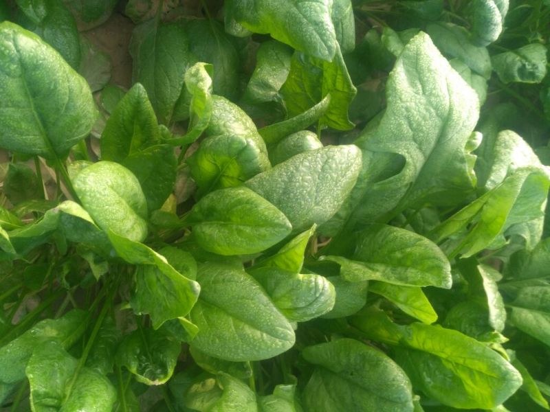 大叶菠菜25~30厘米