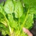 大叶菠菜15~20厘米