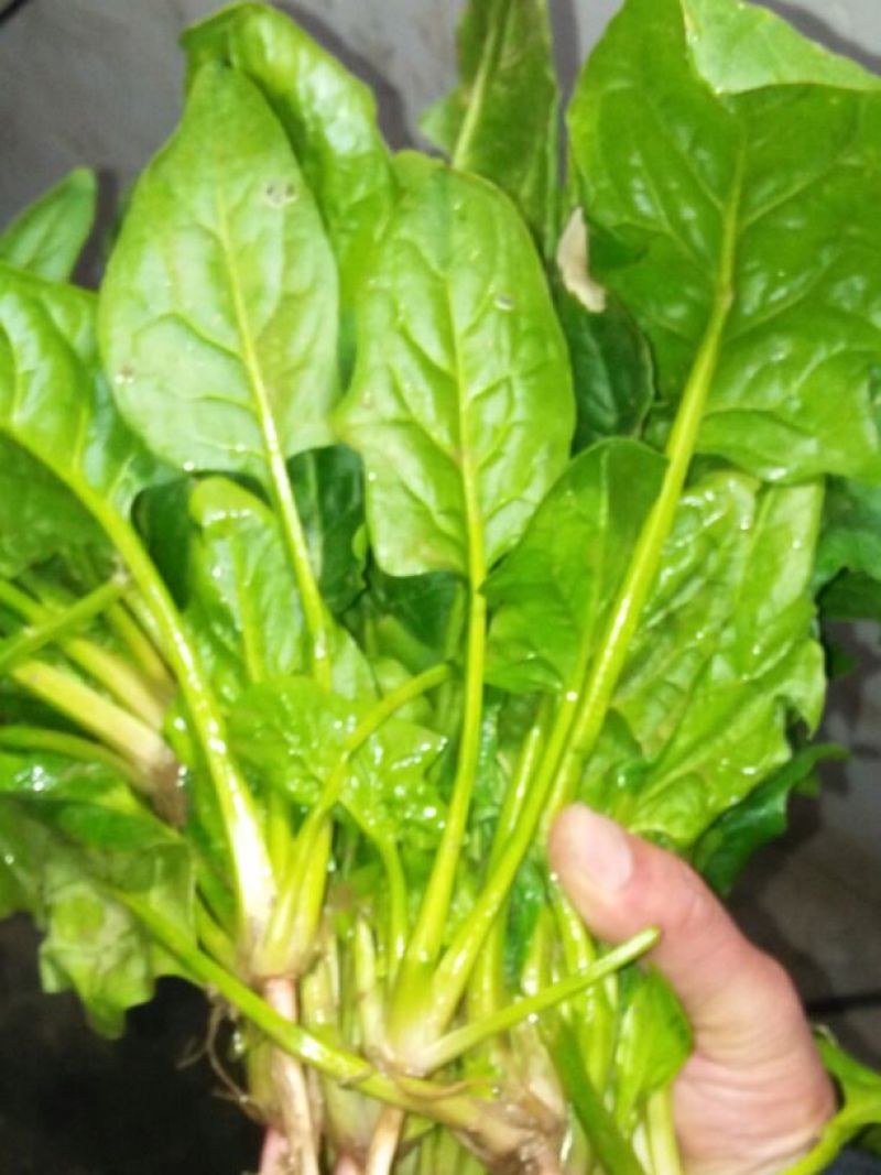 大叶菠菜15~20厘米