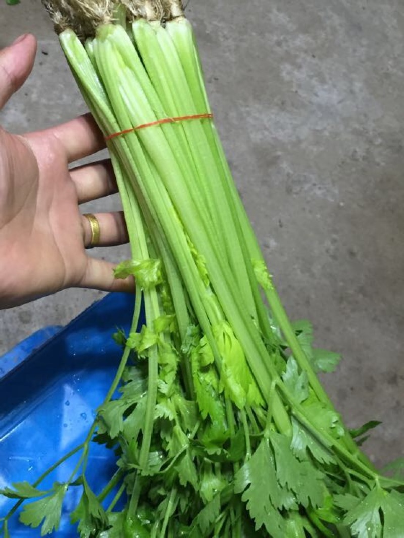 【芹菜】精品西芹大量上市中量大从优欢迎选购