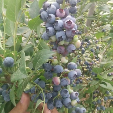 蓝莓8~10mm以上
