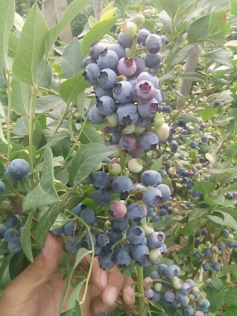 蓝莓8~10mm以上