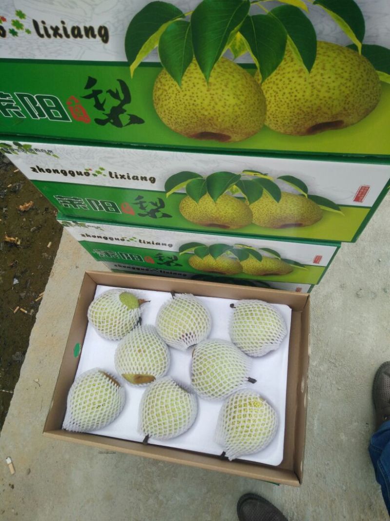 莱阳梨350~400g膜袋