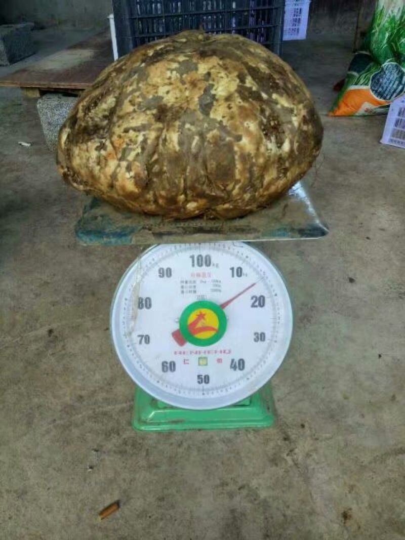 魔芋干散装