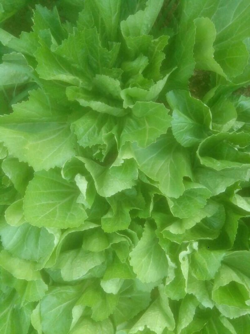 蔬菜