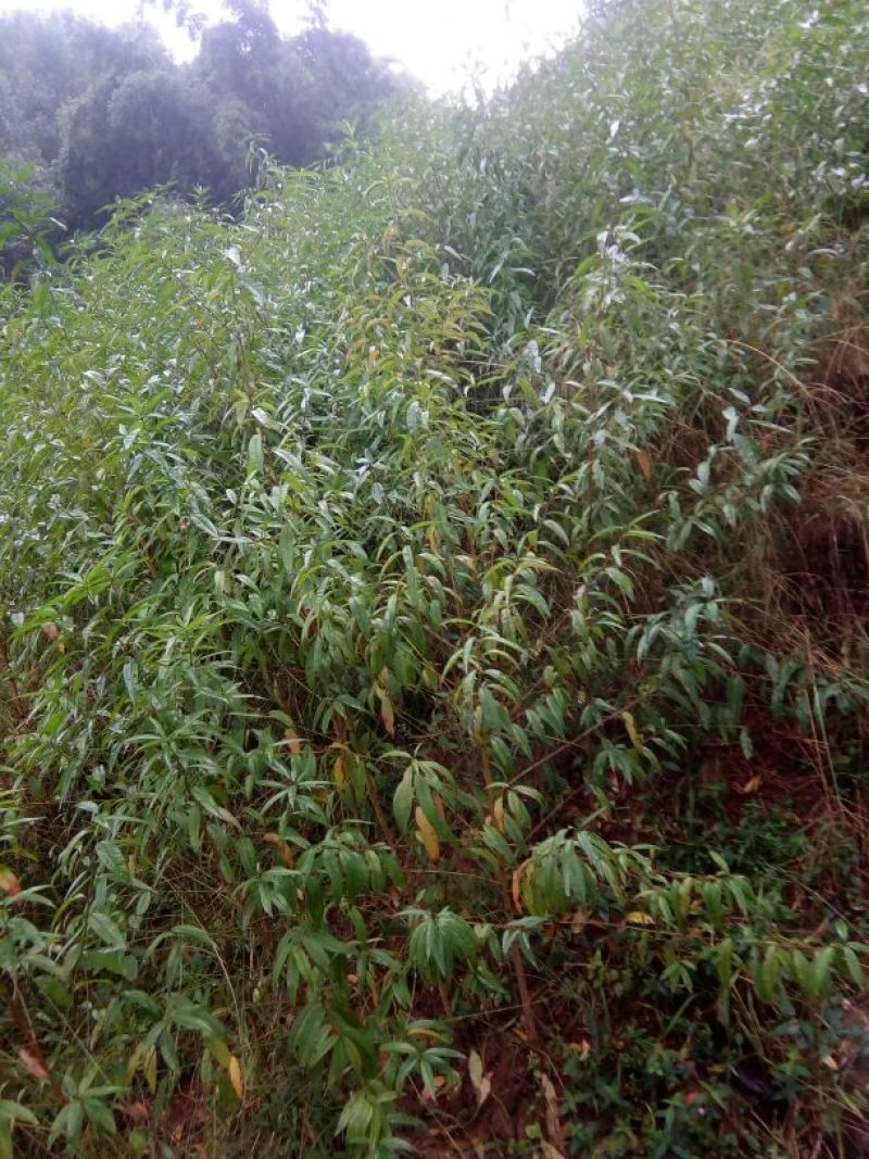 毛桃树苗80cm以上