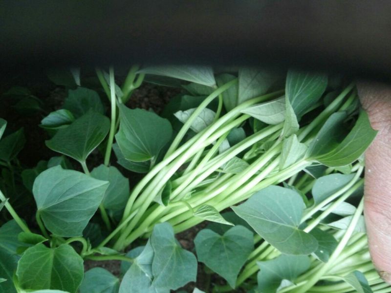商薯19红薯苗25~35cm