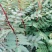 花椒苗大红袍花椒种植基地