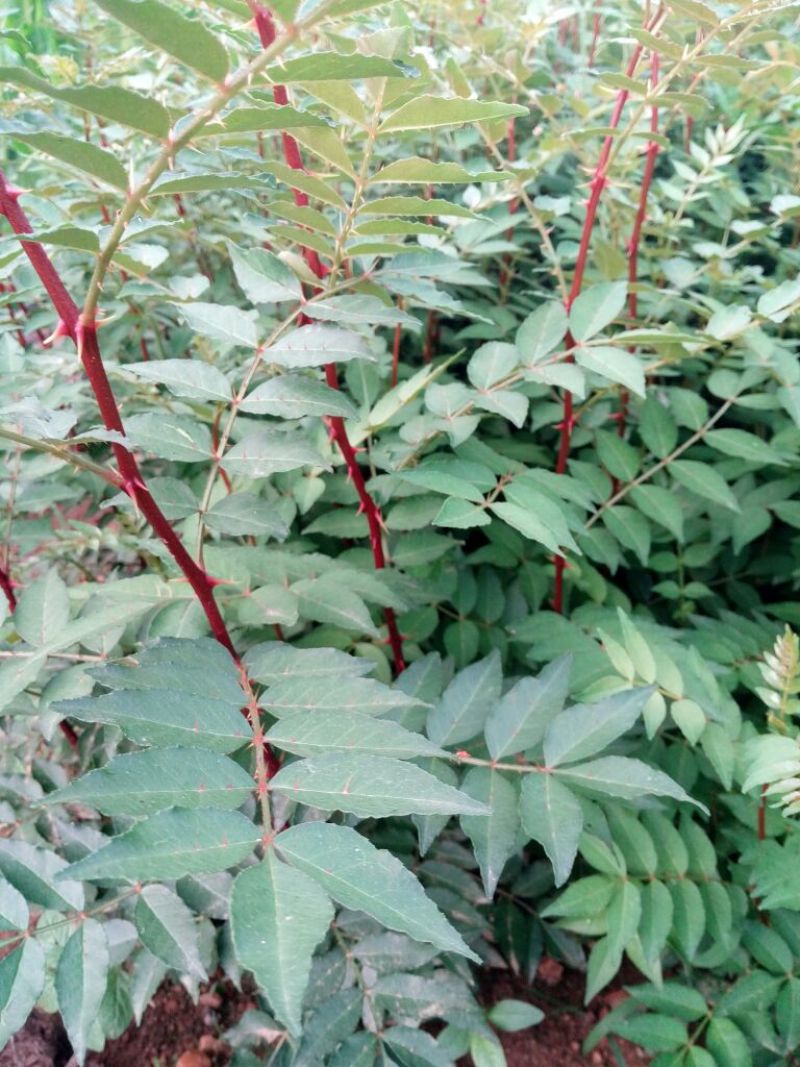 花椒苗大红袍花椒种植基地