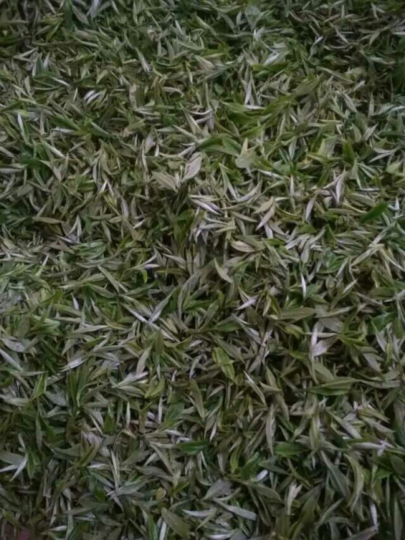 古树茶特级