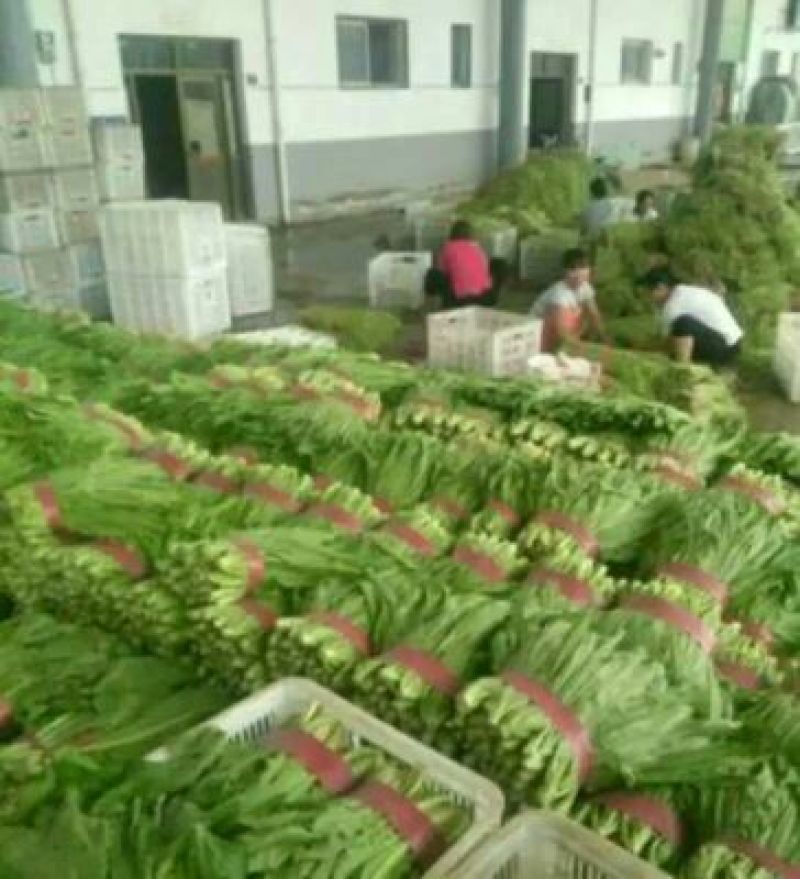 美冠20~25厘米以上
