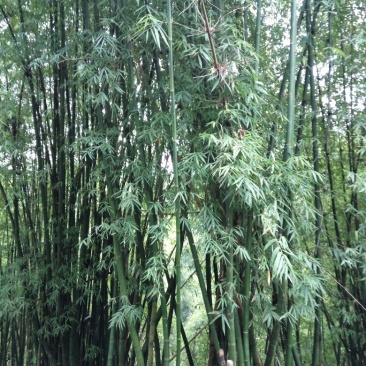 绿竹15~16m